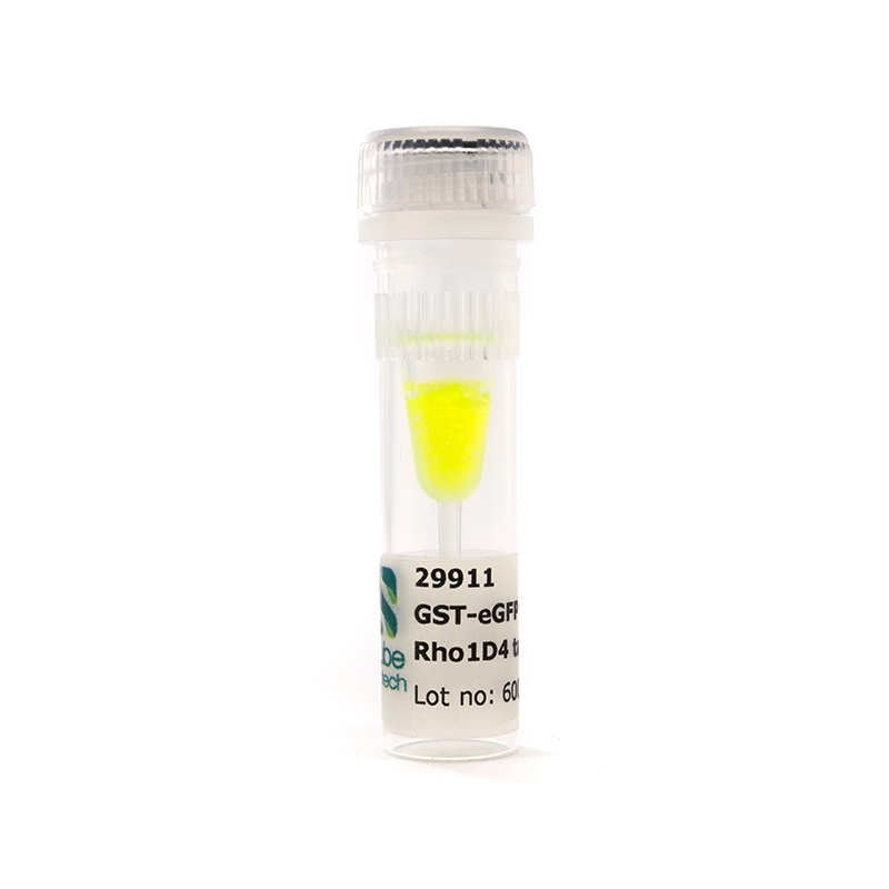 GST-eGFP Fusion Protein, Rho1D4-Tag