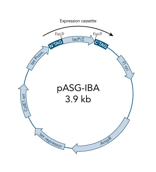 pASG-IBA44 vector