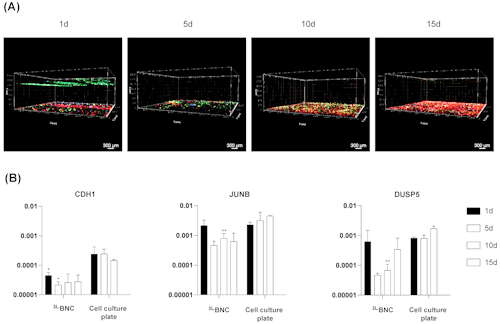 Triple-cell co-culture in 3LBNC scaffold. (A) Three-dimensional confocal microscopy of cells seeded/injected into 3LBNC at different time points: MDA-MB-231 in green, BC-CAFs in red, M2 macrophages in blue. (B) CDH1, JUNB, and DUSP5 gene expression relative to GAPDH. Funct. Biomater. 2025, 16(6), 208; https://doi.org/10.3390/jfb16060208