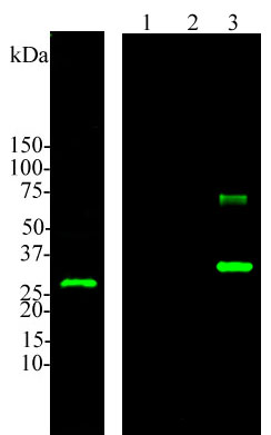 Western blot analysis of Calbindin. Blots of rat brain lysate (left), 0.5 µg of His-tagged recombinant proteins (right) were probed with Calbindin at 1:5,000. Lane1: Parvalbumin, Lane 2: Calretinin, Lane 3: Calbindin. In rat brain lysates, this antibody recognizes a clear band at 30 kDa which represents calbindin and it reacts only with calbindin protein, and not other calcium-binding proteins. The band at ~60 kDa is most likely the dimer of calbindin