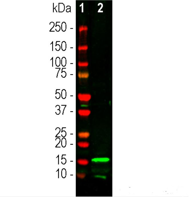 Western blot analysis of chicken pAb to IBA1, CH22134, dilution 1:1,000 in green: [1] protein standard (red) and [2] rat spleen crude homogenate. The band at about 15kDa mark corresponds to IBA1 protein. IBA1 is a relatively minor protein of brain and is much more abundant in spleen, so the 15kDa band is less obvious in CNS lysates.
