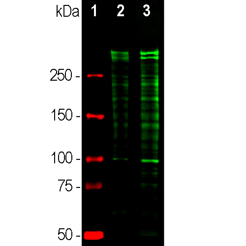 Western blot analysis of equal amounts of cell lysates probed with chicken pAb to Ki67, CH22135, dilution 1:5,000, in green: [1] protein standard (red), [2] rapidly dividing HeLa cell cultures, [3] rapidly dividing HEK293 cell cultures. Strong double bands above 250kDa correspond to the two major Ki67 isoforms of molecular weight 345kDa and 395kDa.