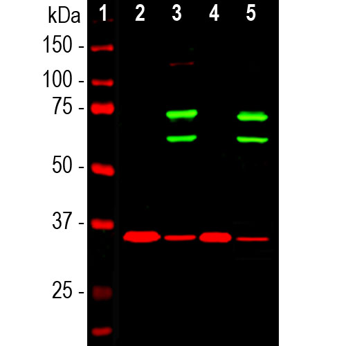 Western blot analysis of cytosolic or nuclear enriched fractions of cell lines probed with chicken pAb to lamin A/C, CH22136, dilution 1:1,000 in green: [1] protein standard (red), [2] HeLa cytosol, [3] HeLa nuclear, [4] NIH-3T3 cytosol, and [5] NIH-3T3 nuclear fractions. Two strong bands at 65kDa and 74kDa correspond to lamin A and lamin C proteins respectively, detected exclusively in the nuclear fractions.