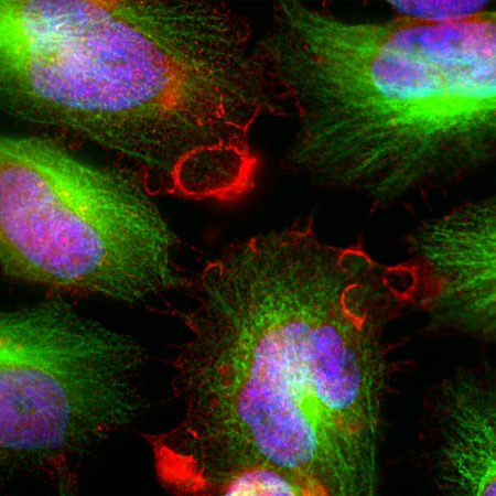 Immunofluorescent analysis of HeLa cells stained with chicken pAb to MARCKS, CH22137, dilution 1:5,000 in red, and costained with mouse mAb to β-tubulin in green. The blue is Hoechst staining of nuclear DNA. The MARCKS antibody binds to MARCKS protein expressed in the plasma membrane and cytoplasm, while the β-tubulin antibody stains cytoplasmic microtubules.