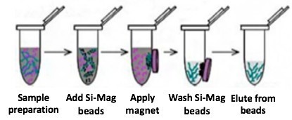 Plasmid DNA Extraction and Purification