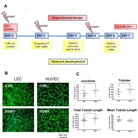 IVSWT-mediated HUVEC vasculogenesis. (A) Overview of the treatment setup for stimulation of EC/ASC co-cultures in fibrin. (B) Fluorescent images of non-treated versus treated LEC and HUVEC networks on day 7. (C) Quantifications of HUVEC networks. IVSWT increased the number of junctions, tubules and the total tubule length. The mean tubule length was decreased. P-values: *** ≤0.01, ** ≤0.1, * ≤0.5. doi:10.1371/journal.pone.0114806.g002.