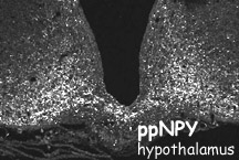 ppNPY
