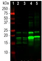 Western blot analysis of different tissue lysates using goat pAb to myelin basic protein (MBP), GT22104, dilution 1:5,000 in green: [1] protein standard (red), [2] rat cerebellum, [3] mouse cerebellum, [4] cow midbrain and [5] pig midbrain.