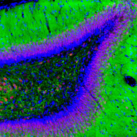 Immunofluorescent analysis of a section of adult rat hippocampus stained with goat pAb to Fox3/NeuN, GT22106, dilution 1:2,000 in red, costained with mouse monoclonal antibdy to MAP2 in green. Nuclear DNA was revealed in blue using the DAPI stain. Following transcardial perfusion of mouse with 4% paraformaldehyde, brain was post fixed for 24 hours, cut to 45μM, and free-floating sections were stained with the above antibodies.