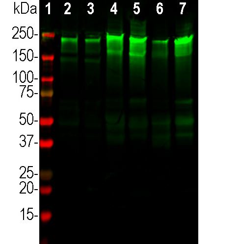 Western blot analysis of tissue lysates from different species using goat pAb to NF-H, GT22109, dilution 1:20,000 in green: [1] protein standard (red), [2] rat brain, [3] mouse brain, [4] cow cerebellum, [5] cow spinal cord, [6] pig hippocampus and [7] pig spinal cord. Strong band at about 220kDa corresponds to the major phospho-NF-H subunit. Smaller proteolytic fragments of NF-H are also detected in some preparations.