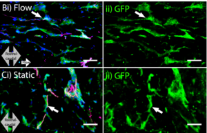 (Bi) Scaffold conditioned with flow exhibits viable GFP-labeled microvessels (green) (ii) and alignment of host axons (magenta) infiltrating the scaffold in the rostral-caudal direction (grey arrow). Scientific Reportsvolume 9, Article number: 2190 (2019)
