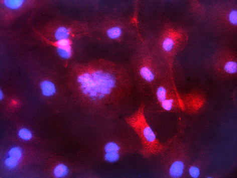 Staining of Actin (dilution 25 ug/mL). Secondary antibody conjugated to Alexa 594 (red) and counterstained with DAPI (blue). Cell were mounted using iBrite mounting media.