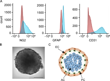 Neuromics' Astrocytes and Human Brain MIcrovascular Cells Used to Construct a 3-D Organod https://doi.org/10.1084/jem.20201266.