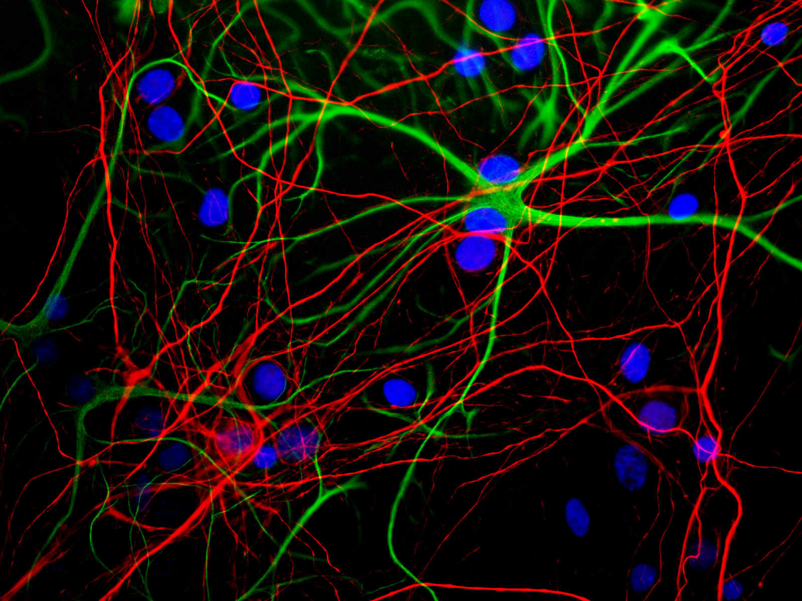 Mixed neuron/glial cultures stained with MO22103 (red) and rabbit GFAP antibody (green). Axonal profiles are stained in red, while astrocytic cells are revealed in green. Nuclei are revealed with a fluorescent DNA stain (blue)