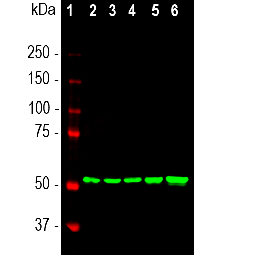 Western blot analysis of different cell lysates using mouse mAb to vimentin dilution 1:10,000 in green: [1] protein standard (red), [2] HEK293, [3] HeLa, [4] SH-SY5Y, [5] COS-1, and [6] C6 cells. The band at about 50kDa mark corresponds to the vimentin protein.