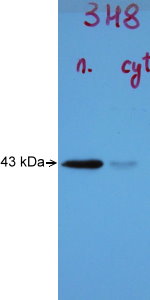 Blots of TDP43 on crude extract of mouse brain nuclear fraction (left lane) and cytoplasmic fraction (right lane). There is a strong clear band in the nuclear preparation running at 43kDa, and a much more minor band in the cytoplasmic fraction. Image courtesy of Irina Madorsky. Protocol on data-sheet.