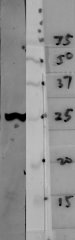 Blots of crude HeLa cell homogenate blotted with 14-3-3 eta (left lane) and various molecular weight standards (right lane- numbers indicate apparent SDS-PAGE molecular weight in kDa). The mouse monoclonal antibody binds strongly and cleanly to a band at about 28kDa. Protocol on Datasheet.
