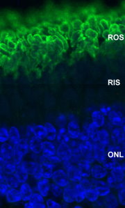 Rhodopsin staining of pig retinal sections (green). Rhodopsin is most abundant in the rod outer segments (ROS) of retina, clearly localized in rod membranes. The rod inner segments (RIS) and rod nuclei in the outer nuclear layer (ONL) are also seen in this image. Nuclear DNA was stained with DAPI (blue).Protocol on data-sheet.