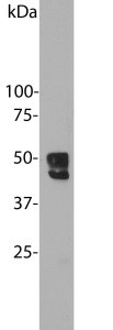 Blots of mouse brain homogenates stained with Fox1. Antibody binds closely spaced 48kDa and 46kDa bands. Protocol on Data-sheet.