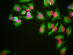 HeLa cells grown in tissue culture and stained with HMGB1 (red), Neuromics’ chicken polyclonal antibody to Vimentin (Cat#CH22108) (green) and DNA (blue). The HMGB1 antibody reveals strong nuclear staining which overlaps with the DNA stain. Protocol on Datasheet.