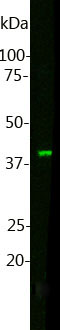 Western blot analysis of MO22147. Blot of HL60 cell lysate was probed with MO22147 at dilution 1:1,000. The MO22147 monoclonal binds Muscleblind-like protein 1 at ~40kDa, as expected.