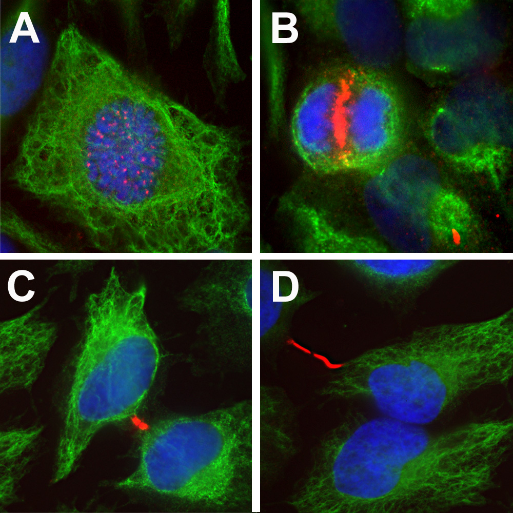 MO22161 antibody produces strong staining associated with chromosomes in prophase (A), the centromere in prometaphase and metaphase (B), the central mitotic spindle in anaphase (C), and midbodies between the two daughter cells during telophase and beyond (D). The vimentin antibody stains the intermediate filament network in these cells.