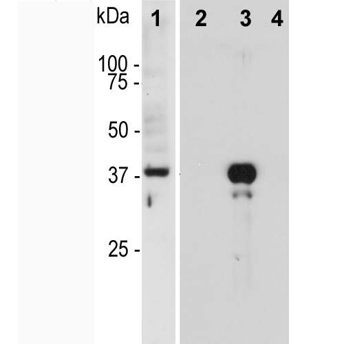 Western blot analysis of MO22161 in HeLa cells. Blot of HeLa cells treated with 100ng/ml nocodazole for 18 hours was probed with MO22161. Nocodazole is a microtubule polymerization inhibitor which induces cells to halt at the G2/M phase and also induces Aurora B expression. The MO22161 monoclonal binds strongly to aurora B at 38 kDa.