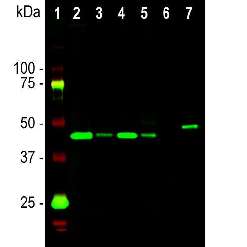 Western blot analysis of different tissue and cell lysates using mouse mAb to GAP43, MO22171, dilution 1:2,000, in green: [1] protein standard (red), [2] rat brain, [3] rat spinal cord, [4] mouse brain, [5] mouse spinal cord, [6] C6 cells, [7] SH-SY5Y cells. Single band at 43 kDa mark correspond to GAP43 protein.