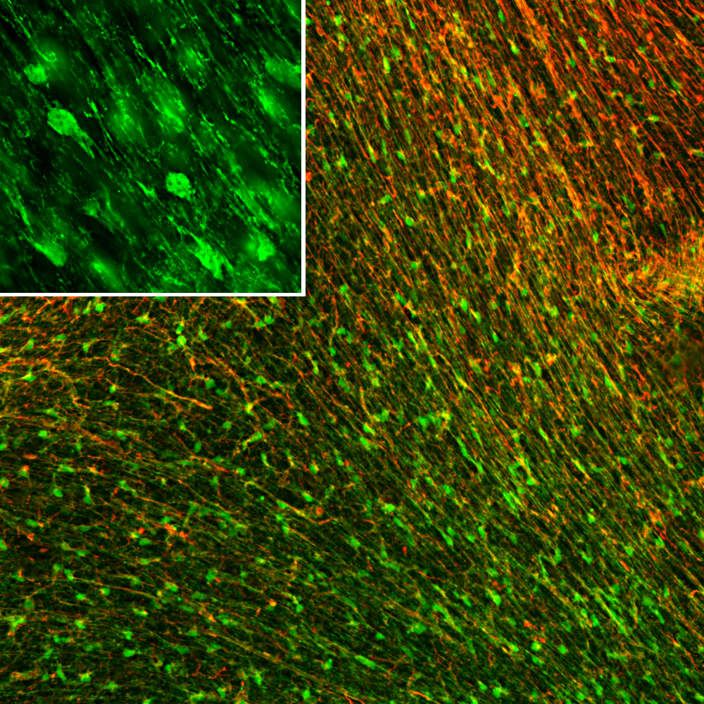 Immunofluorescent analysis rat embryonic brain section stained with mouse mAb to FABP7 dilution 1:500 in green, and costained with chicken pAb to vimentin, dilution 1:5,000 in red. The blue is Hoechst staining of nuclear DNA.