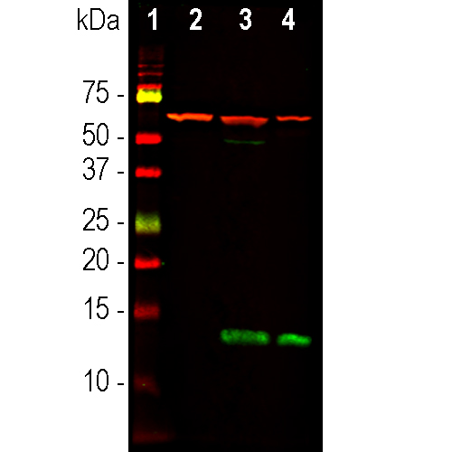 Western blot analysis of whole brain and neuron-glial cell culture lysates using mouse mAb to FABP7 dilution 1:1,000 in green, and chicken pAb to HSP60 dilution 1:10,000 in red: [1] protein standard, [2] adult rat brain, [3] embryonic (E18) rat brain, and [4] rat neuron-glial cells lysates.