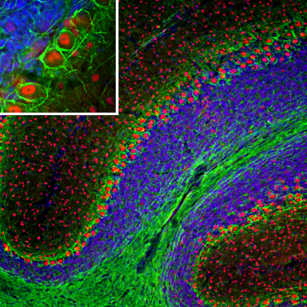 Immunofluorescent analysis of a section of mouse cerebellum stained with mouse mAb to NF-L dilution 1:5,000 in green, and costained with chicken pAb to FOX2 dilution 1:2,000 in red. The blue is DAPI staining of nuclear DNA.