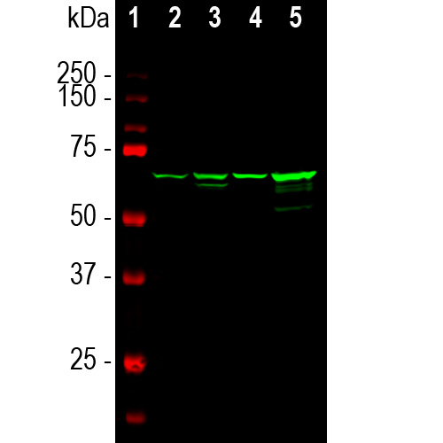 Western blot analysis of different tissue lysates using mouse mAb to NF-L dilution 1:5,000 in green: [1] protein standard (red), [2] rat brain, [3] rat spinal cord, [4] mouse brain, and [5] mouse spinal cord. The strong band at 68kDa corresponds to the NF-L protein.