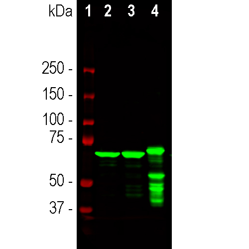 Western blot analysis of different tissue lysates using mouse mAb to NF-L, MO22201, dilution 1:20,000 in green: [1] protein standard, [2] rat brain , [3] mouse brain and [4] cow cerebelum. Strong band at about 68-70kDa corresponds to NF-L protein, with the cow protein appearing slightly larger in molecular size as expected. Low molecular weight bands detected in cow brain sample are likely post mortem proteolytic forms of NF-L.