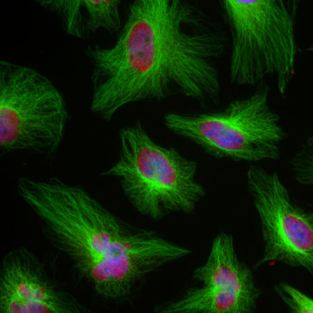 Immunofluorescent analysis of HeLa cells stained with mouse mAb to β-tubulin, MO22202, dilution 1:5,000 in green, and costained with chicken pAb to the nucleic acid binding protein FOX2 in red. Blue is DAPI staining of nuclear DNA. MO22202 antibody produces strong staining of microtubules in the cytoplasm, while the FOX2 antibody labels the nuclei of HeLa cells.