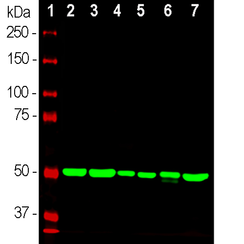 Western blot analysis of whole tissue or cell lysates using mouse mAb to β-tubulin, MO22202, dilution 1:10,000 in green: [1] protein standard (red), [2] adult rat brain, [3] adult mouse brain, [4] NIH-3T3 cells, [5] HEK293 cells, [6] HeLa cells, [7] SH-SY5Y cells. The strong clean band with apparent SDS-PAGE molecular weight of ~50kDa corresponds to the β-tubulin proteins.
