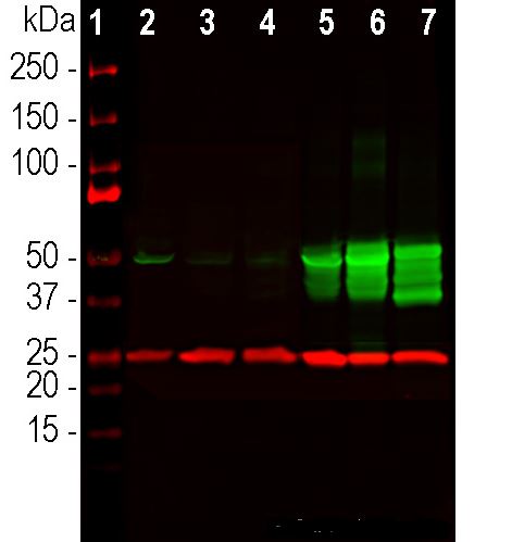 Western blot analysis of equal amount of total proteins from different cell and tissue lysates using mouse mAb to GFAP, MO22205, dilution 1:1,000 in green: [1] protein standard (red), [2] primary rat cortical neuron-glial cells, [3] rat brain, [4] mouse brain, [5] cow cortex, [6] cow cerebellum and [7] pig hippocampus. Bands around 50kDa marks correspond to GFAP protein and its alternative transcripts and fragments.