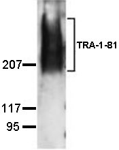 TRA-1-81 western blot analysis of expression in NTERA-2 cl.D1 whole cell lysate.