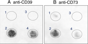 CD39 Blocking Peptide
