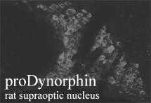 proDynorphin