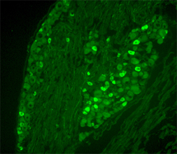 VR1 C-Terminus (TRPV1) - mouse specific