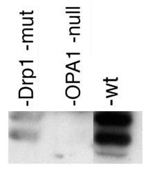 OPA1