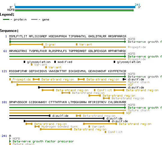 NGF-b protein structure and sequence