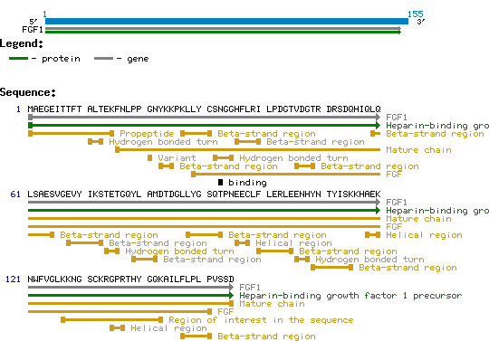 FGF1, Sf9 insect derived protein structure and sequence