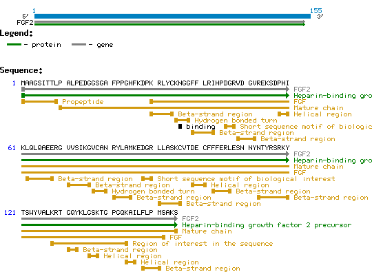 FGF2, Sf9 insect derived protein structure and sequence