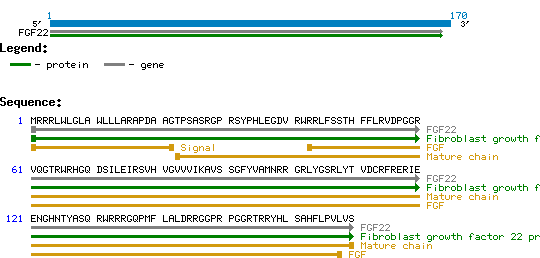 FGF-22 protein structure and sequence