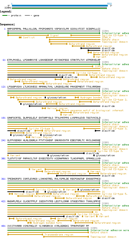 ICAM-1 structure and sequence.