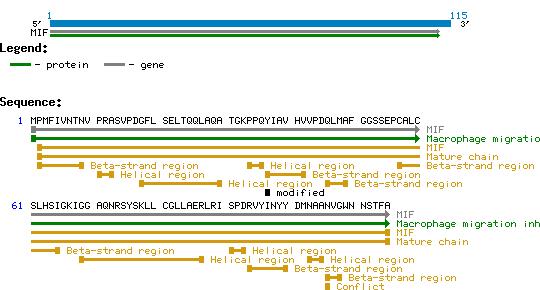 MIF Structure and Sequence.