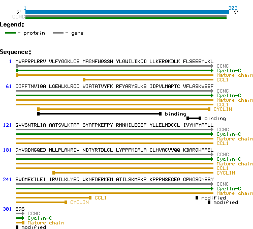 CNCC Structure and Sequence