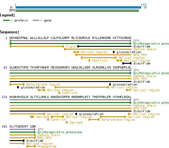 EPO-a Human Structure and Sequence