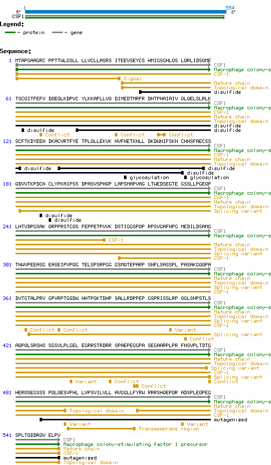 M-CSF Human Structure and Sequence